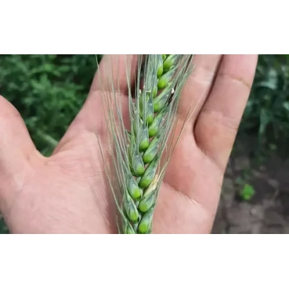 Саратус | Saratus — колос пшеницы в руке