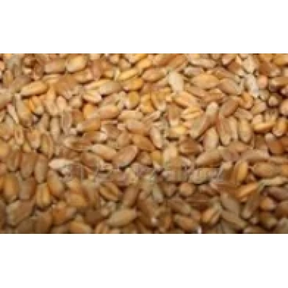 Зерно пшениці - Савеліна