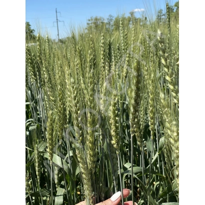 Wheat field with ears against sky - SEKLETIYA