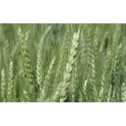 Поле пшениці Селянка