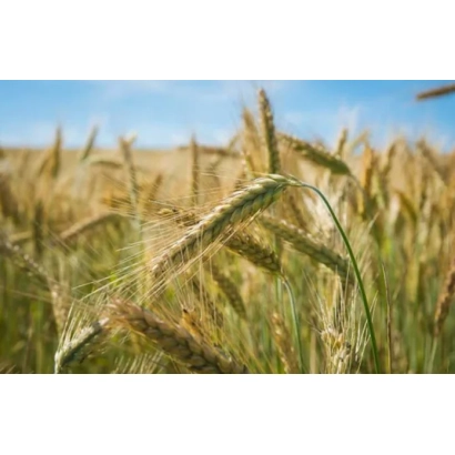 Золотые колосья пшеницы на фоне голубого неба - Серпанок киевский