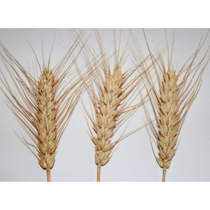 Три колоси пшениці на білому фоні - Шестал