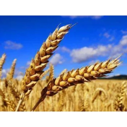 Золотые колосья пшеницы на фоне синего неба - Шестизерна