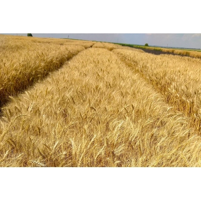 Поле пшениці СІБИРСЬКА НИВА - СИБІРСЬКА НИВА