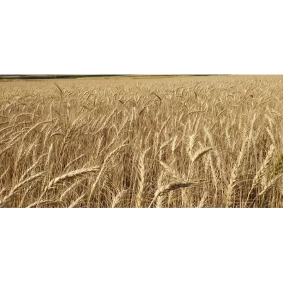 Поле пшеницы на фоне неба - Силач