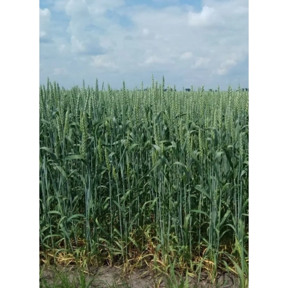 Поле пшениці Сімкода миронівська на фоні неба