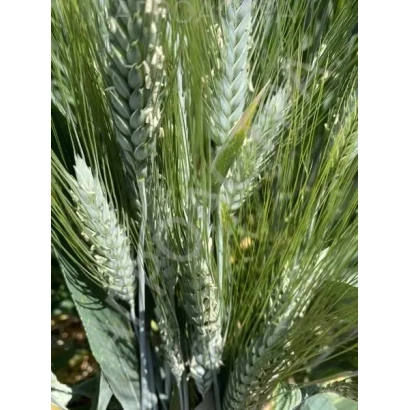 Стебли пшеницы сорта СИНЬОРА на фоне поля