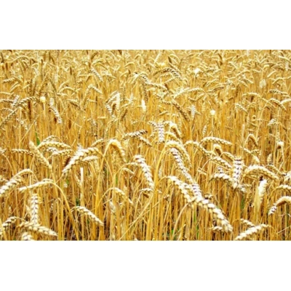 Золоте поле пшениці - Славен