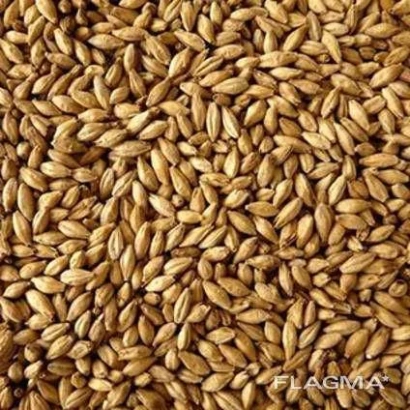 Зерно пшеницы сорта FLAGIMA - Славута