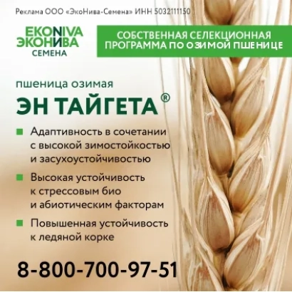 Bag of winter wheat seeds En Taygeta with feature descriptions and contact info - Sloboda
