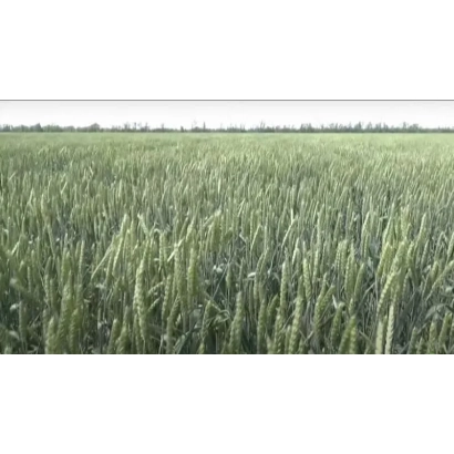 Поле пшеницы - СОБЕРБАШ