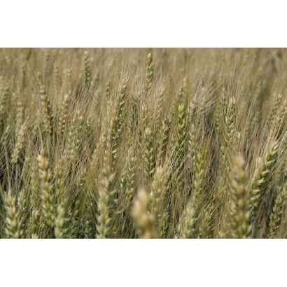 Поле пшениці, що відповідає категорії 'Пшениця' - СОМТЮОЗО КС