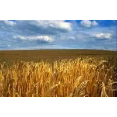 Поле пшениці на фоні блакитного неба з хмарами - Соната одеська