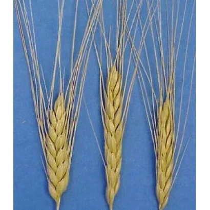 Три колоси пшениці на синьому фоні - Срібнянка