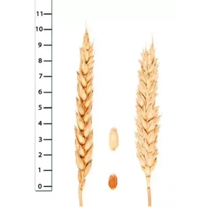 Соломинки пшеницы и зерно на белом фоне с линейкой для измерения - Стан