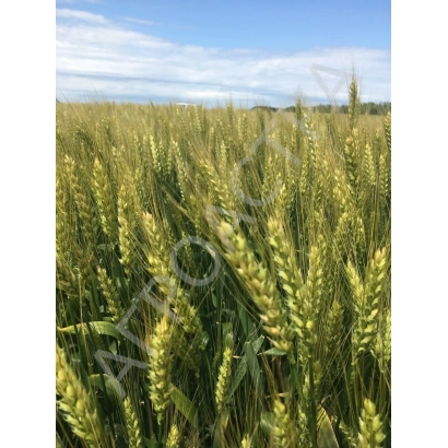 Поле пшеницы под голубым небом - Станичная