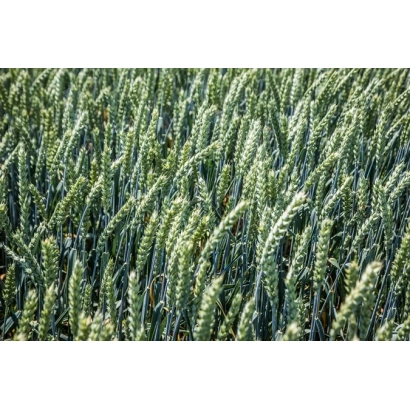 Поле пшениці Стависька