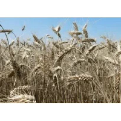 СТРЕЛЕЦКАЯ 12