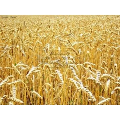 Золотое поле пшеницы на фоне неба - Стритенская