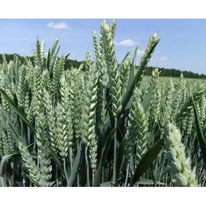 Field of Stromboli wheat against sky