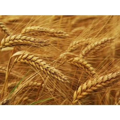 Золоті колосся пшениці на фоні поля - Струна миронівська