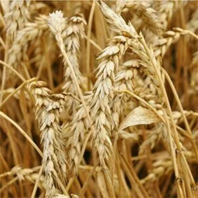 Стебли пшеницы на фоне поля - СУ АХАБ