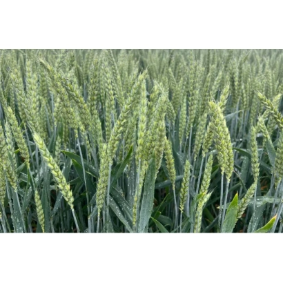 Поле с зелеными колосьями пшеницы - СУ Манголд