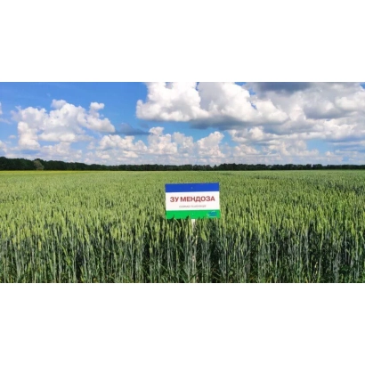Зелена полів пшениці з табличкою ЗУ Мендоза на передньому плані