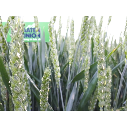 Зеленые колосья пшеницы SU Tarroca на фоне поля - ЗУ Таррока