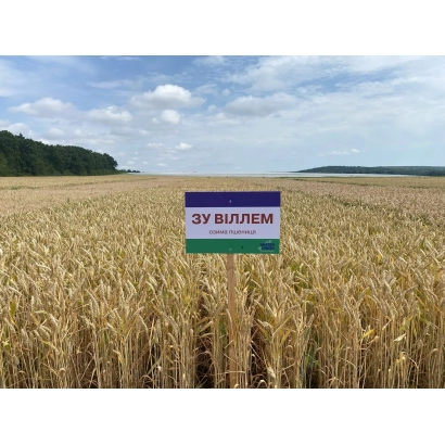 Sign with text SU Willem in a wheat field