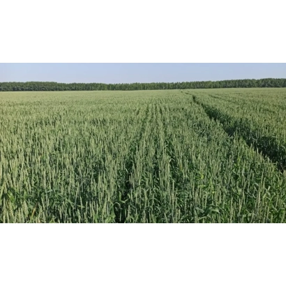 Поле пшеницы на фоне горизонта - СУЕНГА