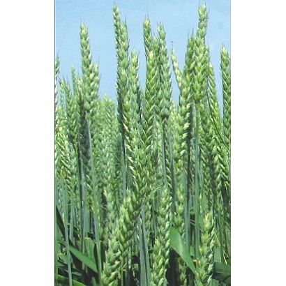 Зеленые колосья пшеницы на фоне голубого неба - СУЛАМИТ