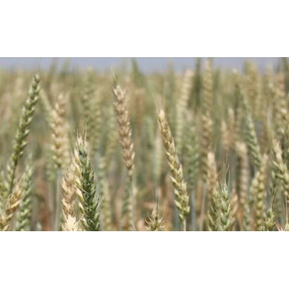 Поле пшениці, що відповідає категорії 'Пшеница' - Супутниця