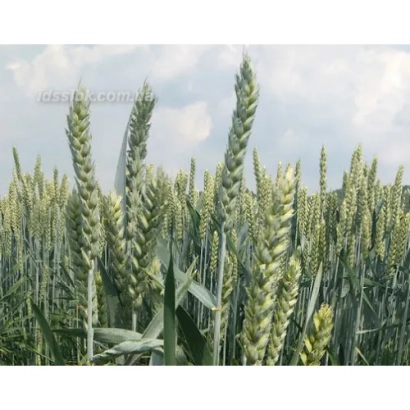 Поле пшеницы сорта Свитанкова на фоне неба