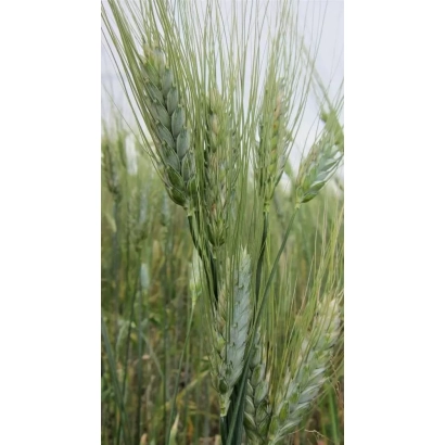 Зерно пшеницы на поле - ТАГАНРОГ