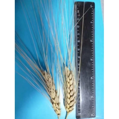Стебла пшениці сорту Тамара поруч з лінійкою на синьому фоні