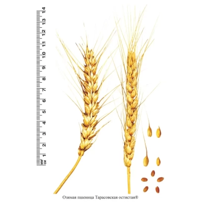 Пшеница Тарасовская остистая с колосом и зерном