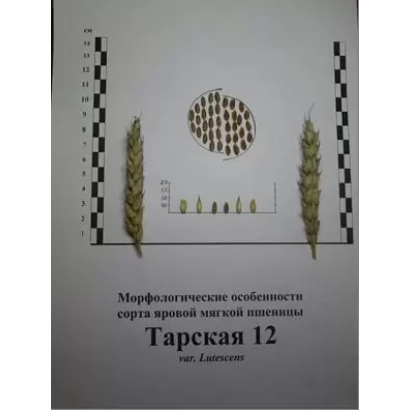 Документ с изображением колоса пшеницы сорта Тарская 12 и схемой зерен