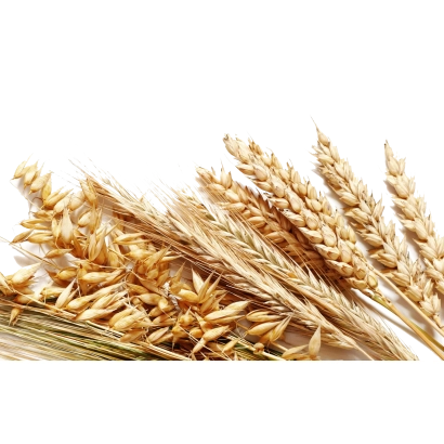 Стебла пшениці на білому фоні - Тата Мата