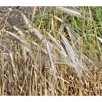 Степь с колосками пшеницы на фоне - Теннодур