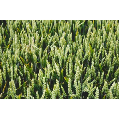 Поле пшеницы - Терция