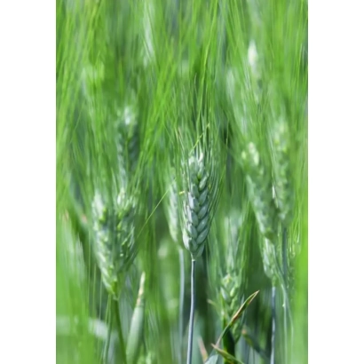 Зелёные колосья пшеницы на фоне поля - Тессадур