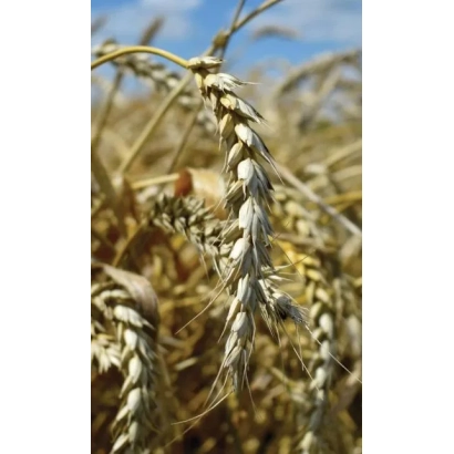Золотые колосья пшеницы на фоне голубого неба - ТИМИРЯЗЕВКА 150