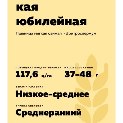 Winter soft wheat Eritrospermum — Kaya Yubileynaya - TIMIRYAZYEVSKAYA YUBILEYNAIA