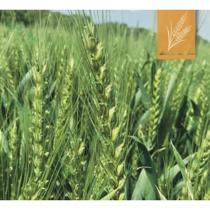 Поле пшеницы с логотипом на оранжевой табличке - ТОБАК