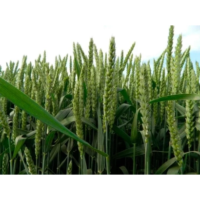 Поле пшениці з зеленими колосками на фоні неба - Традиція одеська