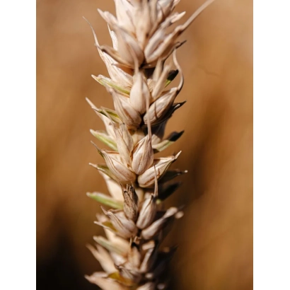 Стебла пшениці на фоні поля - Трізо