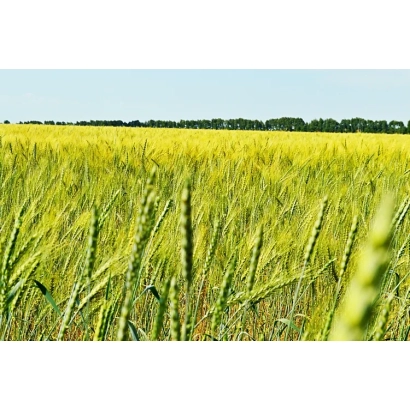 Wheat field against the sky - Troyan
