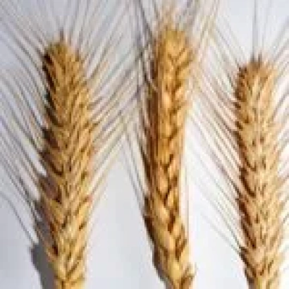 Стебла пшениці на білому фоні - Тронка