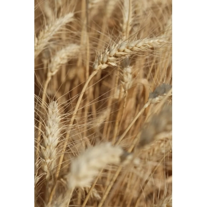Golden wheat ears in a field - Trublion
